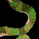 Sudadera Jorghengua Serpiente